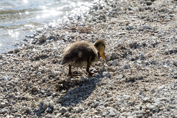 young duck walking on the shore of the lake