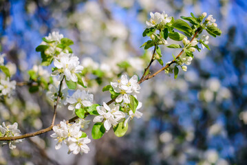 A blooming branch of an apple tree on a blurry blue sky background