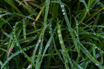 Close up fresh green lawn with dew