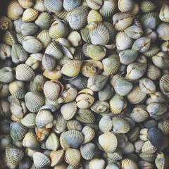Background of many sea shells