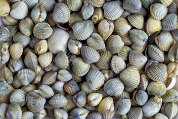 Background of many sea shells