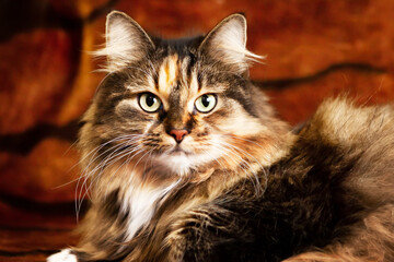 Portrait of a very beautiful cat with expressive eyes.