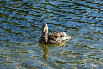 wild duck floating on the lake surface