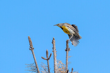 Closeup of a Western Meadowlark stretching a leg and a back wing, showing its bright yellow chest,...