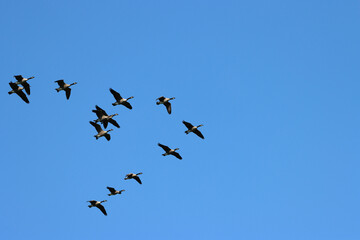 birds in flight migration