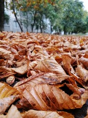 autumn leaves on the ground