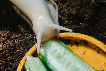 Achatina snail eats a cucumber