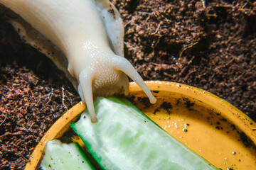 Achatina snail eats a cucumber
