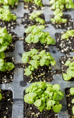 Close up picture of basil seedlings in a container, selective focus.