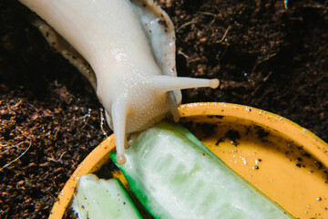 Achatina snail eats a cucumber