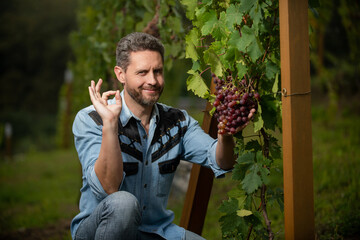 professional winegrower on grape farm. man harvester on quality summer harvest. ok.