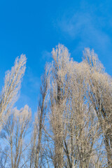 trees in winter
