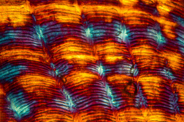 Abstract micrograph of a sculpin fish scale.