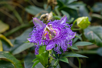 Tropische Flora auf GOMERA: lila Passionsblume, Passiflora im VALLE GRAN REY, tropisch