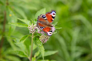 beautiful colorful butterfly sitting on the flower