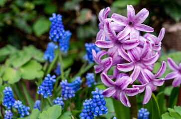 purple hyacinth flowers and muscari plants, gardening, spring background