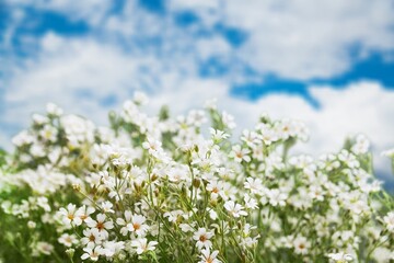 View on a blooming buckwheat field with white flowers. Nature