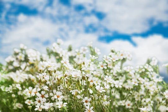 View on a blooming buckwheat field with white flowers. Nature © BillionPhotos.com