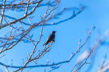 common starling