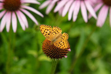 beautiful colorful butterfly sitting on the flower