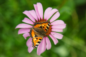 beautiful orange butterfly seen from above sitting on a flower