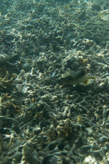 View of  blackspotted puffer fish