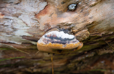 hub grows on a tree, close up