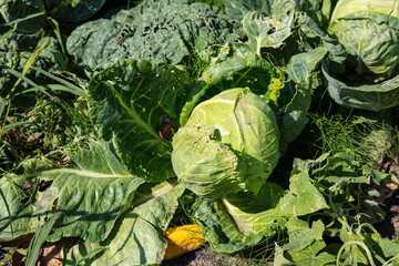 beautiful green head of cabbage grows in an ecological home garden