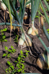 Naklejka na ściany i meble beautiful onion grows out of the soil, close-up of the bulb