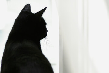 Czarny kot wygląda przez okno. Wypatruje wiosny? Tonacja czarno biała.