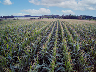 corn field seen from a bird's eye view, beautiful sky