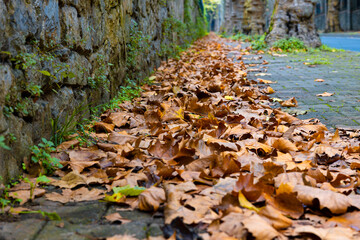 Autumn leaves. Brown fallen leaves on the sidewalk at autumn