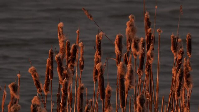 Bulrush reedmace or cattail during sunrise