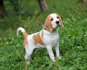 Bicolor beagle on the green grass