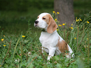 Bicolor beagle on the green grass