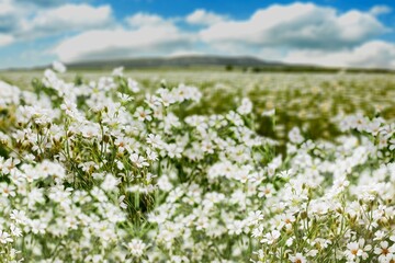View on a blooming buckwheat field with white flowers. Nature