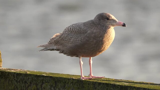 A juvenile Glaucous Gull (Larus hyperboreus)