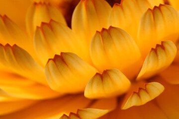 yellow flower petals