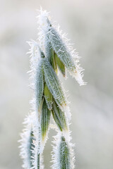 Oats, Avena sativa, bitten by first frost