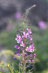 Rosebay Willowherb, also called Fireweed, wild flower from Finland