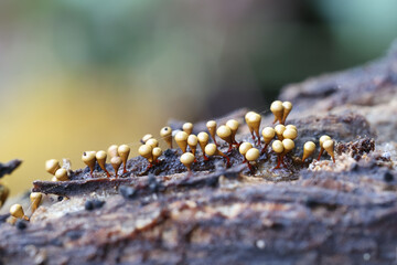 Slime mold of the family Trichiidae, no common English name