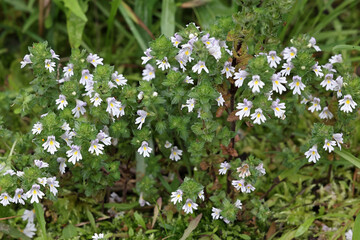 Common eyebright, a very traditional medicinal plant growing wild in Finland