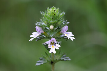 Common eyebright, a very traditional medicinal plant growing wild in Finland