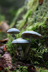 Verdigris roundhead, wild mushroom from Finland