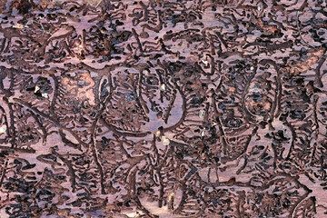 European spruce bark beetle is a destructive pest of spruce, having caused extensive economic loss and ecosystem disruption in Europe.  Digestive tracts on spruce.