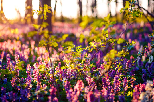 Fantastic forest is covered with Corydalis cava flowers in sunny day undercover of the tree canopy.