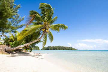 Summer vacation on a tropical island with beautiful sandy beach and palm tree