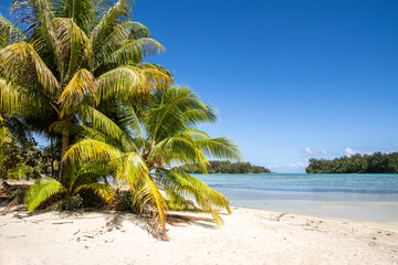 Palm trees on a tropical island in the South Seas