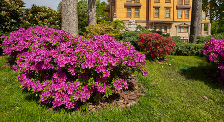 Beautiful summer garden with a walkway