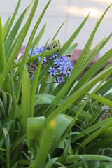 Fototapeta premium Bee in Grass flying Purple Flower